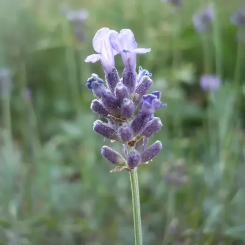 Plants de plantes médicinales Visuel